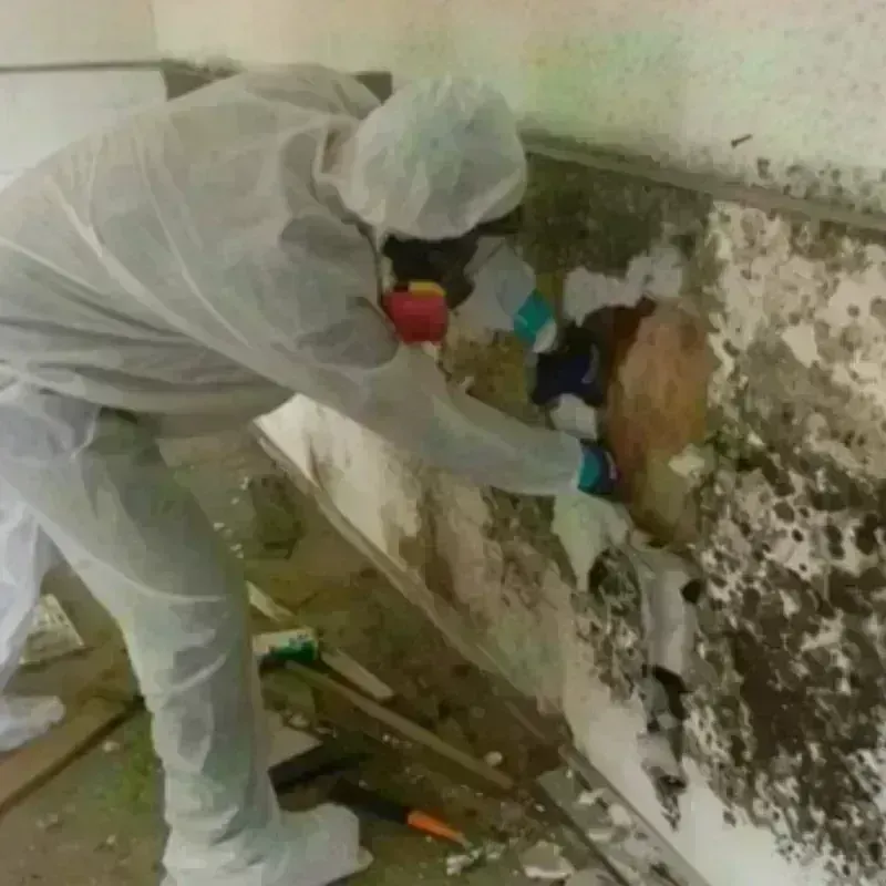 Mold Remediation and Removal in West Hamburg, PA